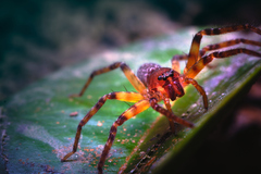 Sparassidae