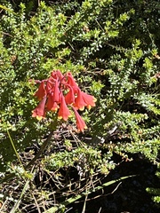 Blandfordia punicea
