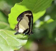 Psychonotis caelius