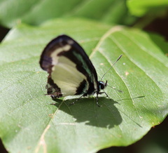 Psychonotis caelius