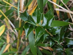 Ilex bioritsensis