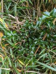 Ilex bioritsensis