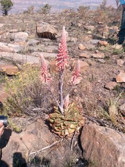 Aloe longibracteata