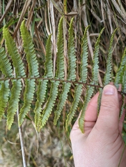 Diplopterygium glaucum