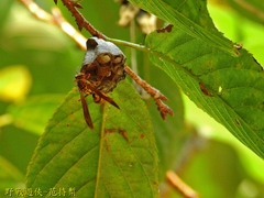 Polistes japonicus