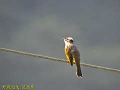 Pycnonotus sinensis formosae