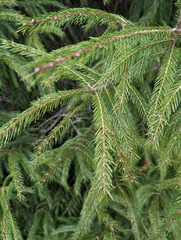 Picea morrisonicola