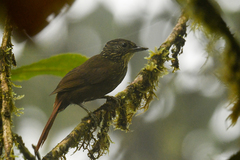 Syndactyla subalaris