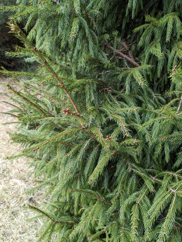 Image of Picea morrisonicola by no rights reserved