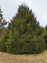 Picea morrisonicola