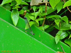 Psolodesmus mandarinus