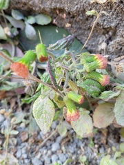 Crassocephalum crepidioides