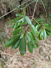 Photinia niitakayamensis