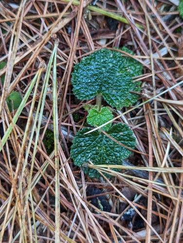Rubus rolfei