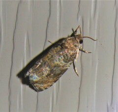 Olethreutes appendiceum