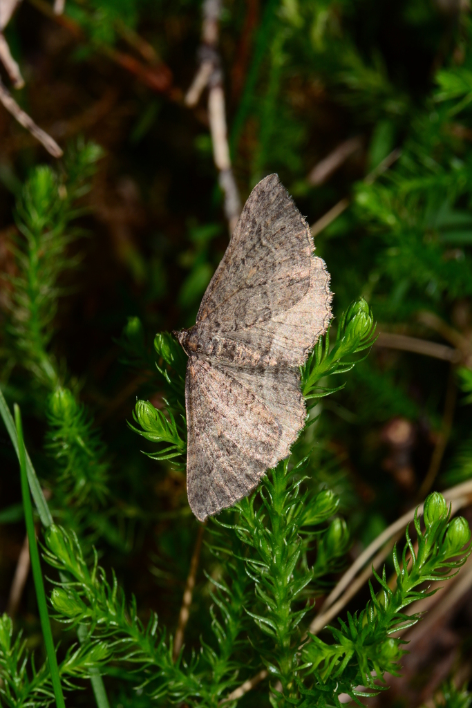 Chrysolarentia cnephaeopa
