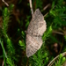 Chrysolarentia cnephaeopa - Photo (c) Michael Keogh, some rights reserved (CC BY-NC-SA), uploaded by Michael Keogh