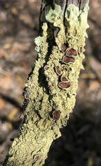 Flavoparmelia rutidota