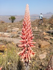 Aloe longibracteata