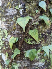 Hedera rhombea
