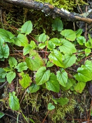 Valeriana flaccidissima