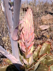 Aloe longibracteata