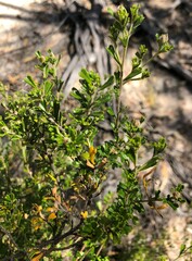 Pomaderris obcordata