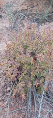 Crassula tetragona