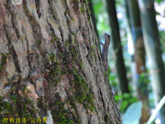 Diploderma polygonatum xanthostomum