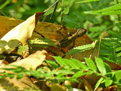 Diploderma polygonatum xanthostomum