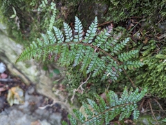 Polystichum parvipinnulum