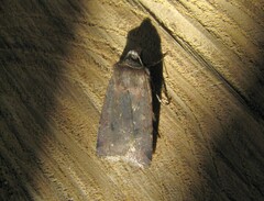 Cerastis faceta