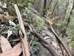 Acrotriche prostrata