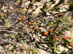 Leptospermum coriaceum