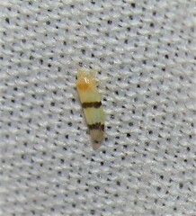 Empoa gillettei