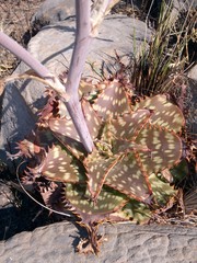 Aloe longibracteata