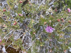 Melaleuca squamea