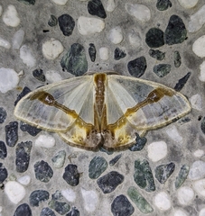 Macrocilix mysticata