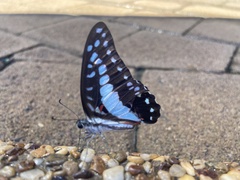 Graphium eurypylus