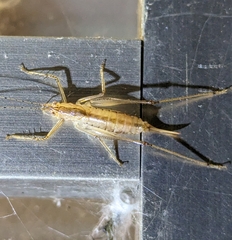 Tettigonioidea