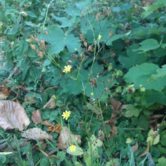 Lapsana communis