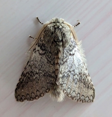 Disparia nigrofasciata