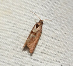 Glyphidoptera insignana