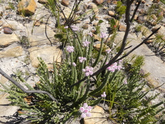 Lachnospermum umbellatum