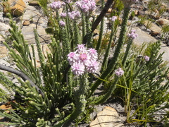 Lachnospermum umbellatum