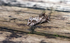 Ctenoplusia accentifera