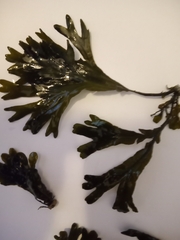 Fucus spiralis