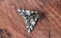 Biston strataria