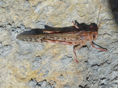 Schistocerca gregaria