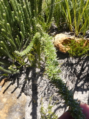 Lachnospermum umbellatum